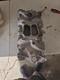 Edelbrock Performer Intake Manifold #2101 Small Block Chevy 1955-86 327 350 283